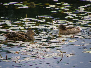 Two ducks stand next to the lake, and one looks into the water. Peterhof, Russia.