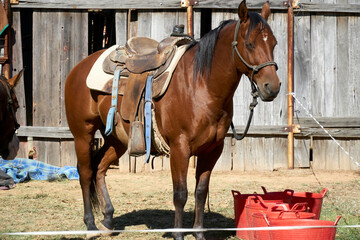 Obraz premium A patient saddled horse waiting to be ridden