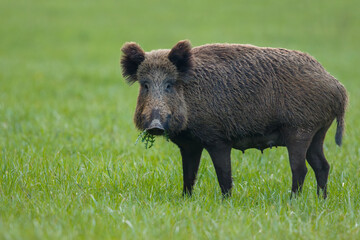 Wild boar female on the green background with mouth full of grass. Symbol of maternity. Sus scrofa, wildlife, Slovakia.