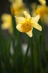 Narcissus, yellow flower on a blurred green background.