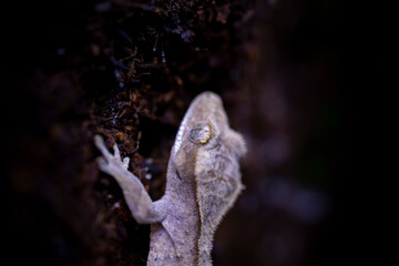 Reptile Crested Gecko in nature with beautiful colors in large terrarium