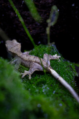 Reptile Crested Gecko in nature with beautiful colors in large terrarium