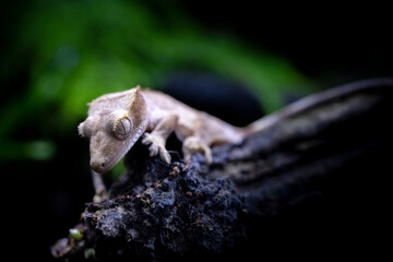Reptile Crested Gecko in nature with beautiful colors in large terrarium