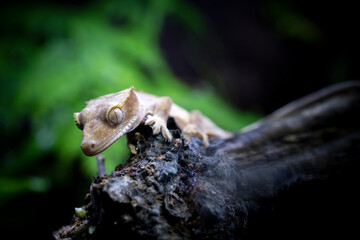 Reptile Crested Gecko in nature with beautiful colors in large terrarium