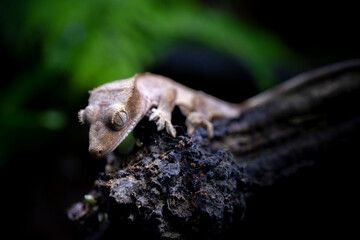 Reptile Crested Gecko in nature with beautiful colors in large terrarium