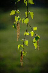Fototapeta premium Birch branch with buds and fresh green foliage.