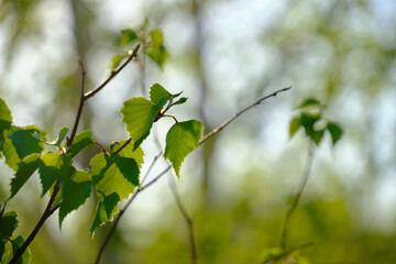 Birch branch with buds and fresh green foliage.