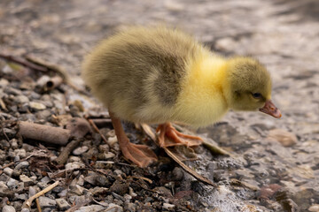 gosling, goose, bird, nature, wildlife, animal, beak