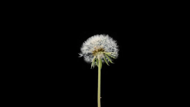 Dandelion blooms with white fertile tufts with see