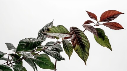 Foliage and Leaves white and colored Background