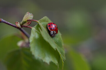 ladybug on a blade of grass
