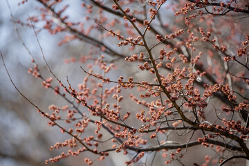 Pink flowers sprout from a tree branch in a Madrid park in spring