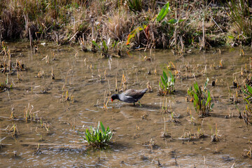 Common moorhen in its natural habitat in the Manzanares river, in Madrid