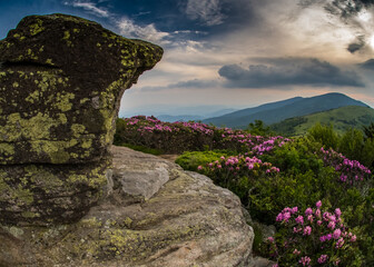 Rocky Lookout on Jane Bald with Rhododendron