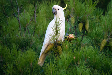 Sulphur-crested cockatoo (Cacatua galerita) eating pine cones, Second Valley, Fleurieu Peninsula,...