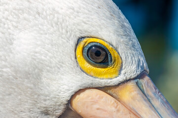 Closeup of an Australian pelican (Pelecanus conspicillatus), American River, Kangaroo Island, South Australia. This species has the longest bill of any living bird
