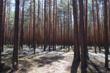 Pine wood and sunshine.