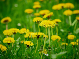 Spring field with yellow dandelion flowers