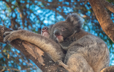Encounter with a wild Koala joey crossing the rooad on its mother back, Kangaroo Island, South Australia