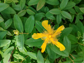 Fototapeta premium yellow flower in the garden