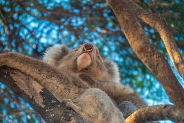 Encounter with a wild Koala joey crossing the rooad on its mother back, Kangaroo Island, South Australia