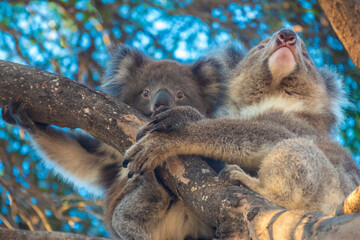 Encounter with a wild Koala joey crossing the rooad on its mother back, Kangaroo Island, South Australia