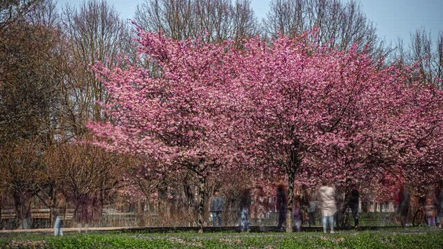 Timelapse of people taking pictures admiring cherry blossom flowers on trees