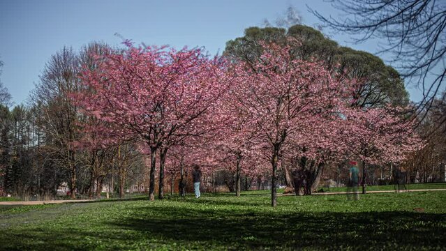 Timelapse of people enjoying sunny day in spring with pink white flowers on trees