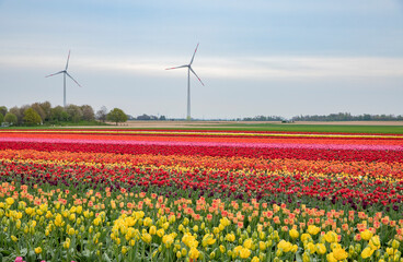 Bright colored tulip field in the city of Grevenbroich Germany