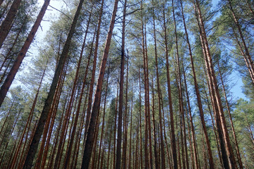 Pine wood and sunshine.