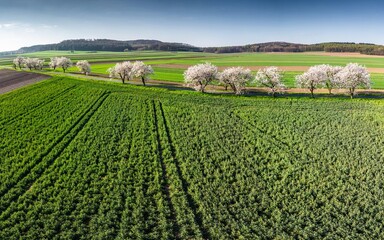 wiosenne pejzaż wiejski z kwitnącymi drzewami owocowymi i zielonymi polami w Europie © Henryk Niestrój