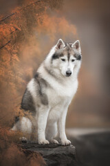 Grey white siberian husky dog sitting on stone parapet among orange branches in autumn