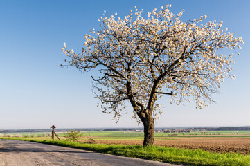 kwitnące drzewo czereśniowe przy drodze na tle błękitnego nieba