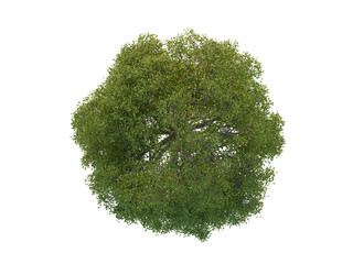 Oak Top View Tree