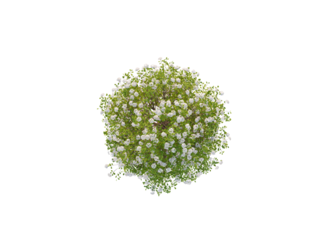 Spiraea betulifolia Top View Bush
