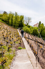 Lavaux, Lutry, Genfersee, Weinberge, Dorf, See, Seeufer, Wanderweg, Wanderer, Weinberg-Terrassen, Weinbauer, Frühling, Waadt, Schweiz