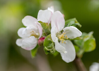Fototapeta na wymiar kwiat jabłoni na zielonym tle w sadzie lub ogrodzie