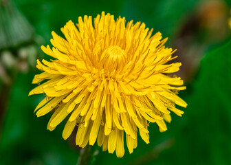kwiat mniszka lekarskiego w zbliżeniu na jednolitym tle