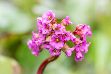 różowy kwiat w ogrodzie na zielonym