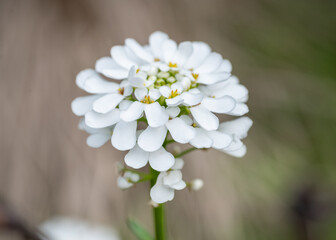 Naklejka na ściany i meble biały kwiat na jasnym zielonym tle