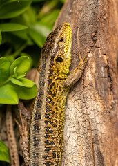 jaszczurka zwinka w ubarwieniu godowym