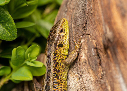 jaszczurka zwinka w ubarwieniu godowym