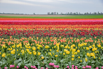 bright colored tulip field in the city of Grevenbroich germany