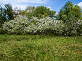 Obraz premium Flowering trees in the background of the forest
