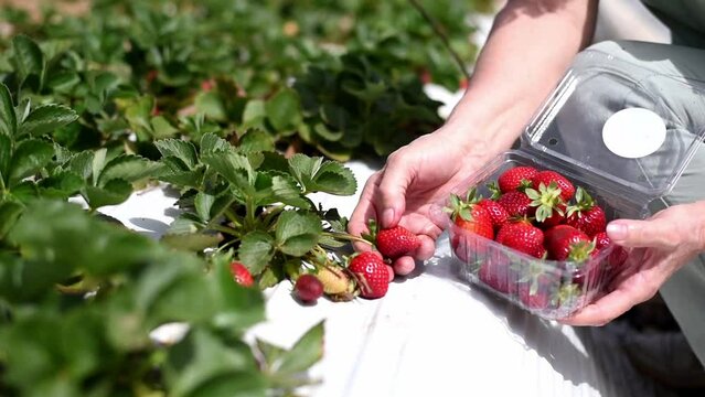 Woman's hand tear fresh, ripe and red strawberries close-up. Berry grown on field using polyethylene film in farm. Harvest season for pick up berry. Strawberry-tasty and healthy seasonal berry