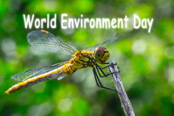 World environment day, dragonfly on a grass background