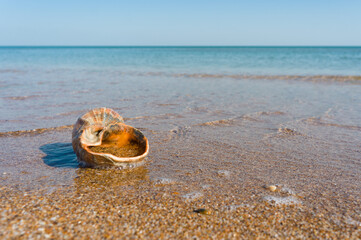 Shell in shallow water