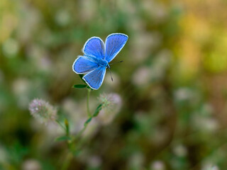 Blue butterfly on a flower