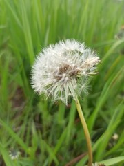 green grass and flowers in the garden 