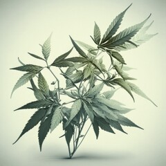 marijuana plant illustration